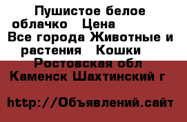 Пушистое белое облачко › Цена ­ 25 000 - Все города Животные и растения » Кошки   . Ростовская обл.,Каменск-Шахтинский г.